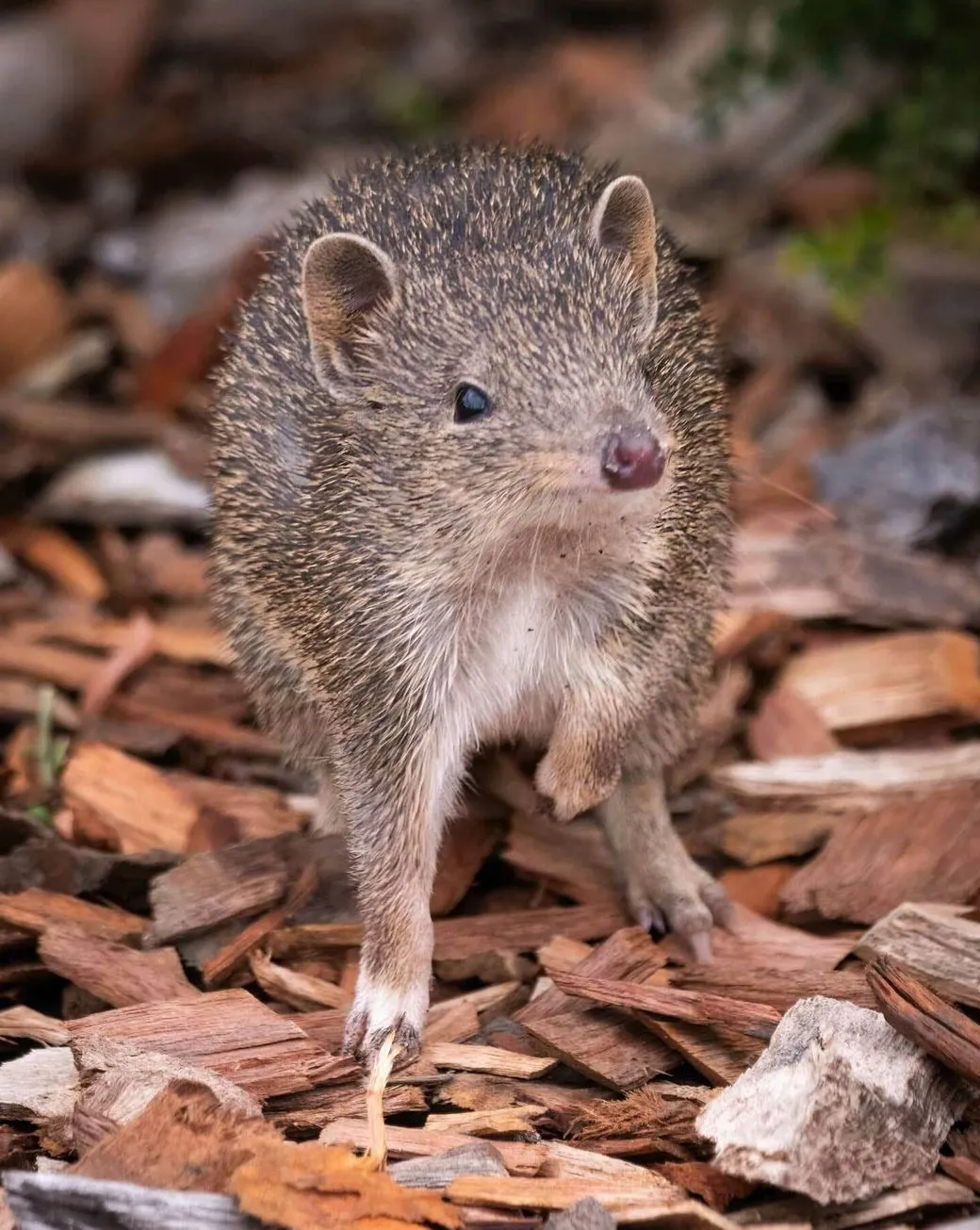 liaa.info | How Many Reptile Species Live in Kakadu National Park?