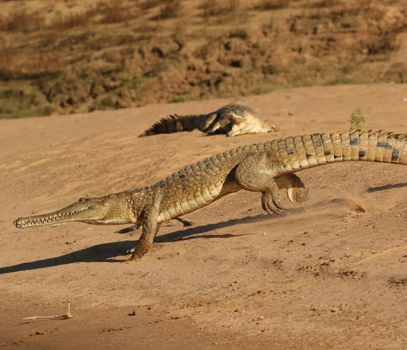 liaa.info | How Many Reptile Species Live in Kakadu National Park?