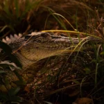 liaa.info|How Many Reptile Species Live in Kakadu National Park?