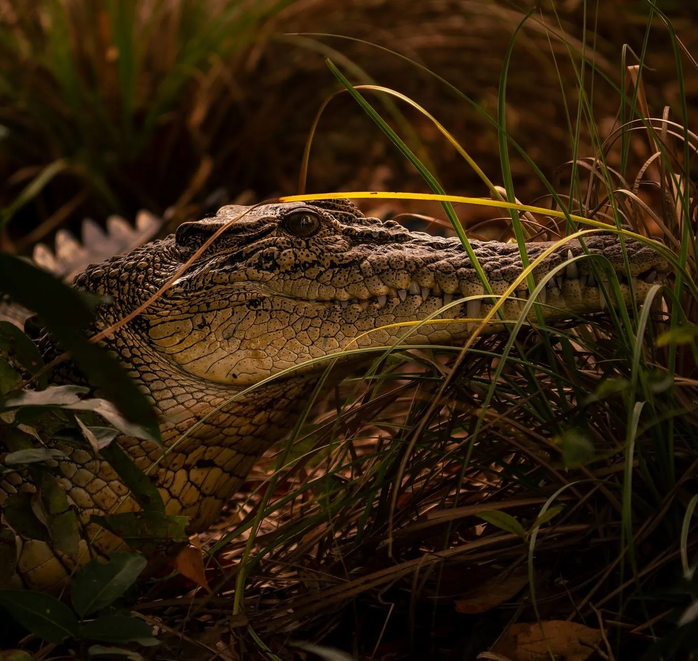 liaa.info|How Many Reptile Species Live in Kakadu National Park?