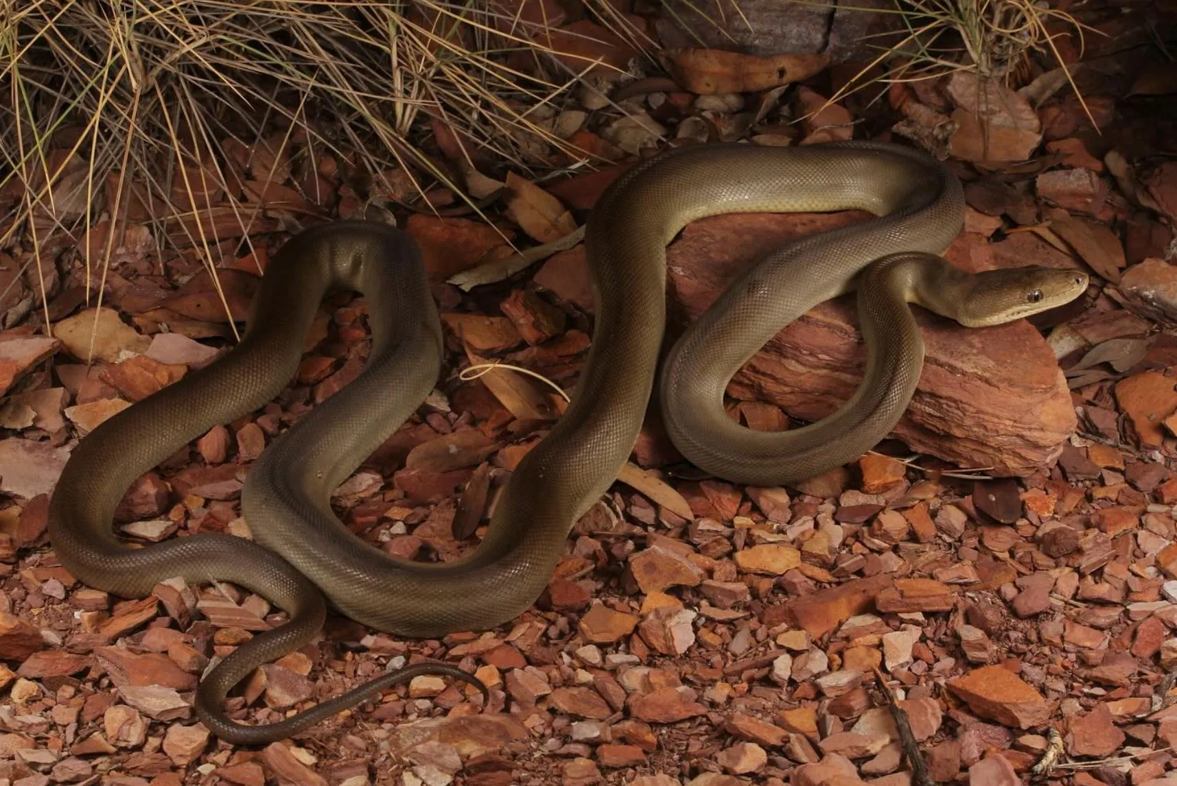 liaa.info | How Many Reptile Species Live in Kakadu National Park?