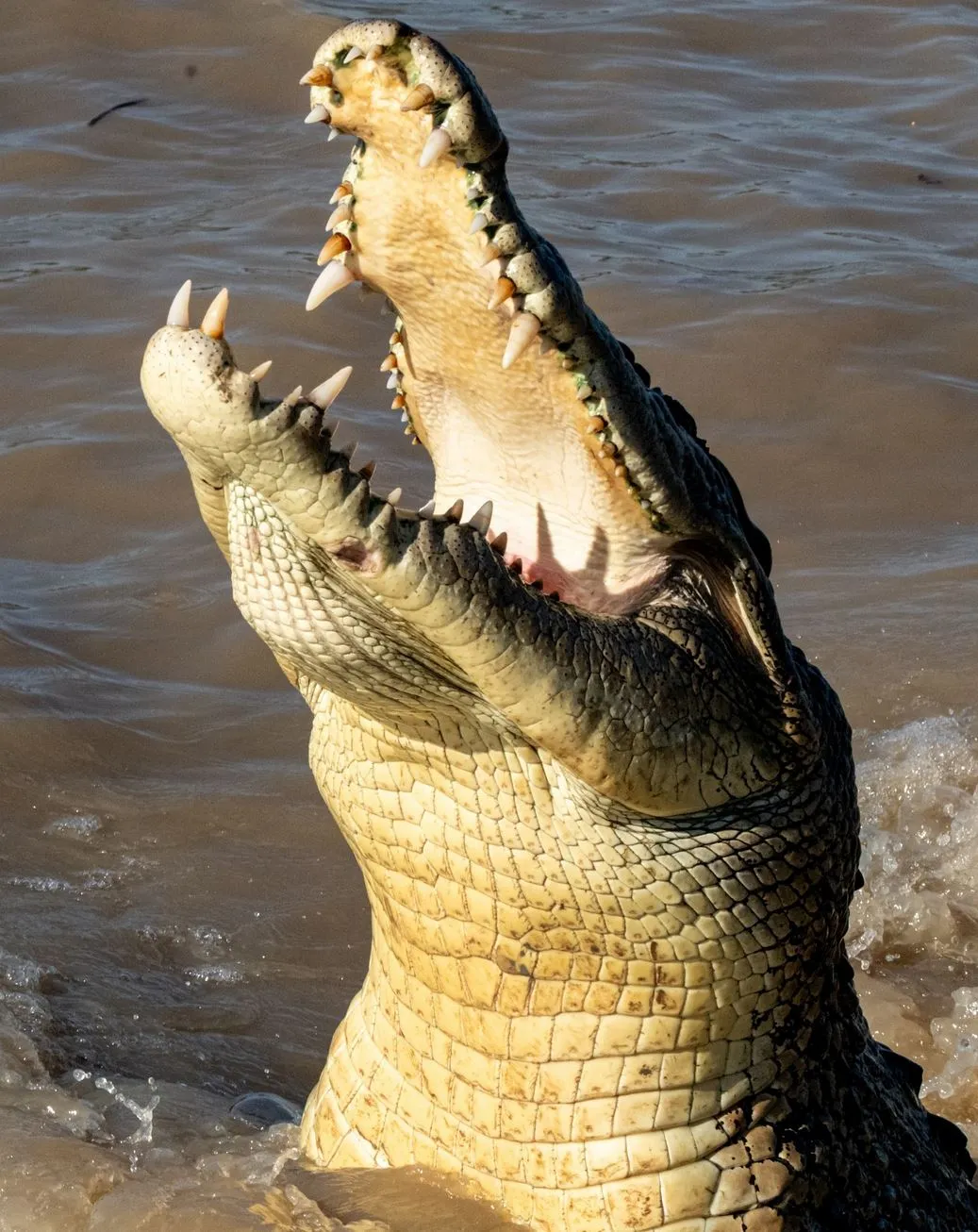 liaa.info | How Many Reptile Species Live in Kakadu National Park?